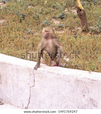 Hamadryas Baboons (Papio hamadryas) sitting on the edge of the wall