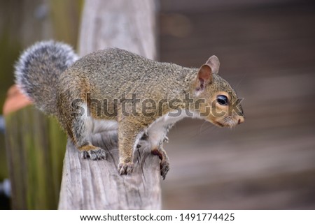 A Florida squirrel that likes to pose for pictures in Largo,Fl at Eagle Lake Park 