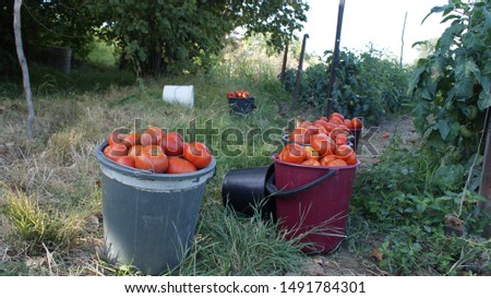 Ripe tomatoes in buckets in the garden. Eco farm, eco products, clean, friendly, eco food, vegan. Royalty-Free Stock Photo #1491784301