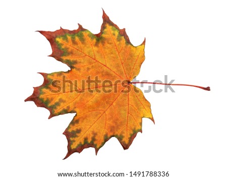 Autumn maple leaf isolated on white background. Save work path.