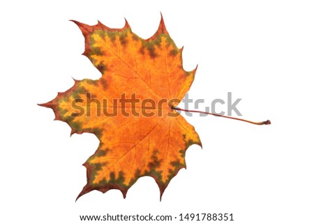 
Full size photo of leaf isolated on white background. Save work path.