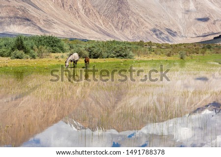 Mauntains mirroring in a water pool, with free horses eating grass (Nubra valley, India)