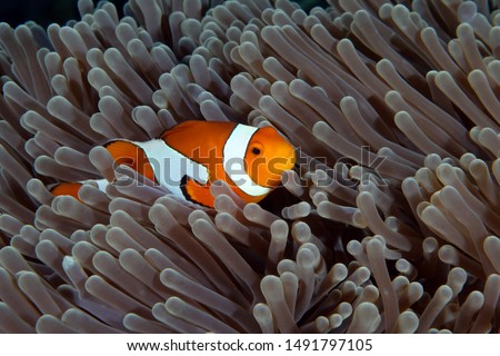 Amazing underwater world - Western Anemonefish - Amphiprion ocellaris in anemone house. Tulamben, Bali, Indonesia. 