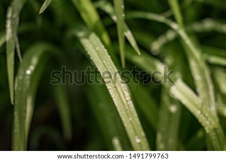 Daylily, Krasnodnev Hemerocallis. Daylily leaves in drops of water after rain