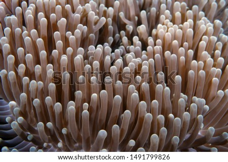 Amazing underwater world - anemone house of Western Anemonefish - Amphiprion ocellaris. Tulamben, Bali, Indonesia.