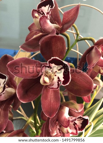 Beautiful close up picture of orchid