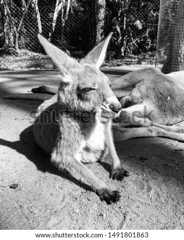 Red Kangaroo Currumbin Wildlife Sanctuary Australia Black And White Close Up
