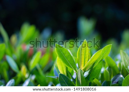 Closeup nature view of green leaf on blurred greenery background in garden with copy space using as background natural green plants landscape, ecology, fresh wallpaper concept