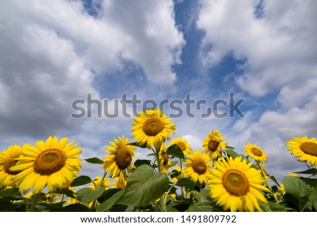 Field with lots of sunflowers