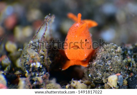 Amazing underwater world - tiny orange frogfish. Painted Frogﬁsh -Antennarius pictus. Diving and macro underwater photography. Tulamben, Bali, Indonesia. 