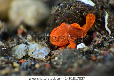 Amazing underwater world - tiny orange frogfish. Painted Frogﬁsh -Antennarius pictus. Diving and macro underwater photography. Tulamben, Bali, Indonesia. 