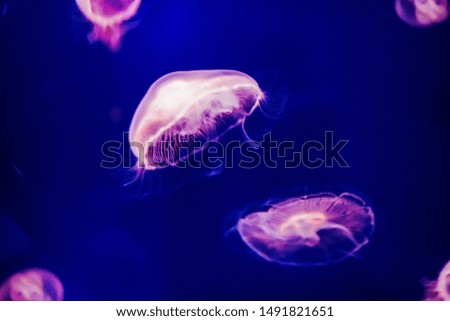 Background of Jellyfishes in tank of water