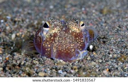 Amazing underwater world - Sepiadarium kochi - White-eyed bobtail squid. Diving and underwater macro photography in Tulamben, Bali, Indonesia. 