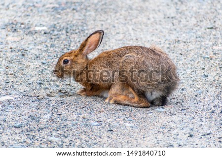 Close up photo of a brown wild hare on a gravel road. Profile, isolated. Shot in Abitibi, Quebec, Canada. 