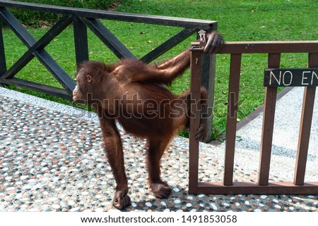Sepilok.Orangutan rehabilitation center. Borneo island (Malaysia)