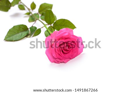 single beautiful pink rose isolated background