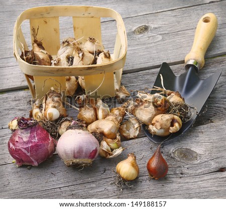 Basket with bulbs before planting shovel in the ground Royalty-Free Stock Photo #149188157