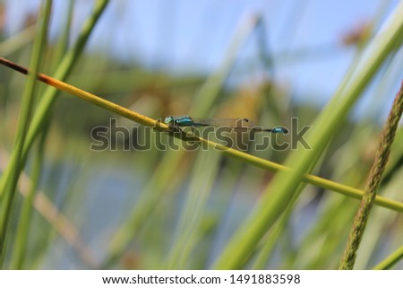 blue bright detailed dragonfly picture