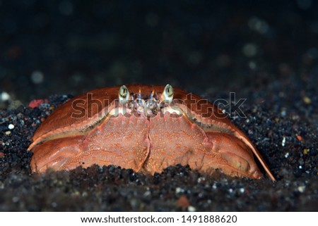 Amazing underwater world - 
Shame-faced crab - Calappa calappa. Crab eating another crab. Diving and underwater photography in Tulamben, Bali, Indonesia. 