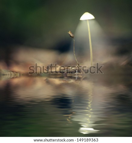 mystical picture mushrooms