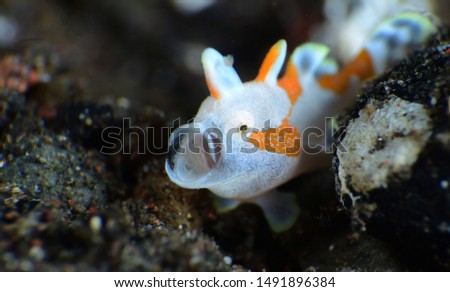 Amazing underwater world - tiny frogfish opens its giant mouth. Warty Frogﬁsh - Antennarius maculatu. Diving and underwater macro photography. Tulamben, Bali, Indonesia. 