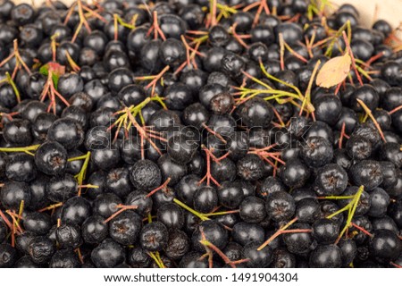 A bunch of fresh Aronia to use as a background image or texture