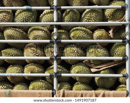 Transportation durian in Suratthani on Thailand