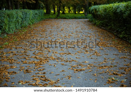 September autumn season concept picture with asphalt road under orange falling leaves in natural bushes frame 