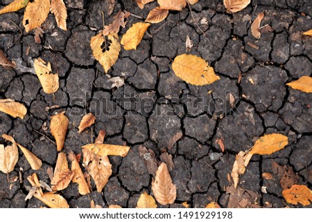 Dry yellow and orange leaves on the cracked ground. Grungy arid land texture. Drought land. Grey cracked ground surface. Autumn leaves on the ground. Dry desert ground. Top view and close-up picture.