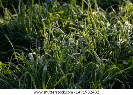 Grass with drops of morning dew in the rays of the bright sun. Freshness of the morning, dreamy mood.
