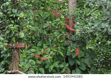 forest red flowers sign post