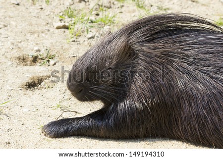 a cute porcupine