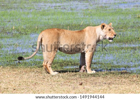 Lioness (Panthera leo) in Moremi, Okavango Delta, Botswana. Lions are a threatened species with declining populations due to habitat loss and conflict with humans.