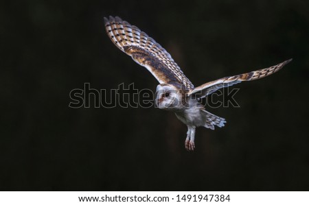 
Flying Barn owl (Tyto alba), hunting. Dark green background. Noord Brabant in the Netherlands. Writing space.
