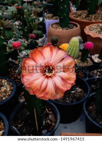 Red cactus flowers,cactus flower,Thorny flower,Forest flower,Dcsert flower Royalty-Free Stock Photo #1491967415