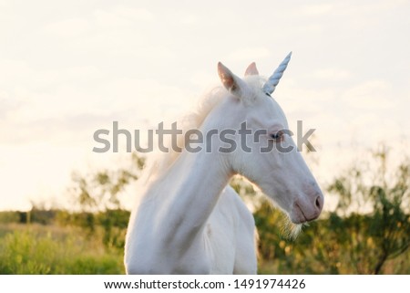 White foal horse with unicorn horn on in pasture.