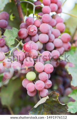 grapes at sunset in autumn harvest, Vineyards 