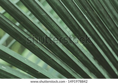  the tropical green leaves . nature abstract wallpaper