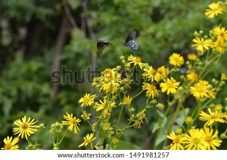 Butterflies and bees on wildflowers.