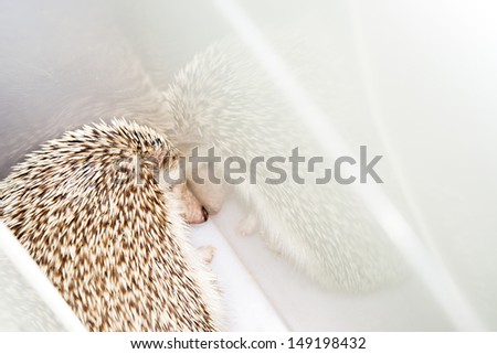 sleeping hedgehog