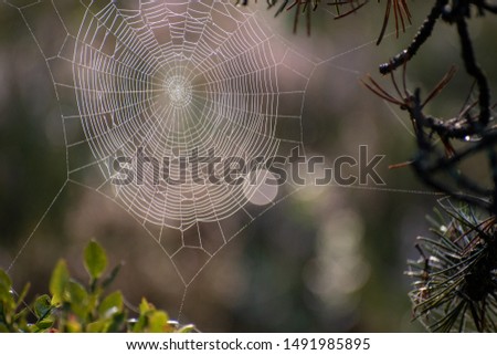detail of beautiful dewy spider net on tree, early in the morning, sunnrise