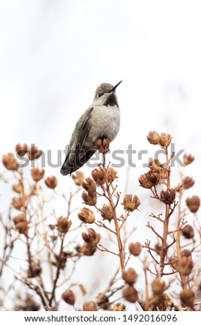 A high key vertical image of female hummingbird on a dry crepe myrtle branch