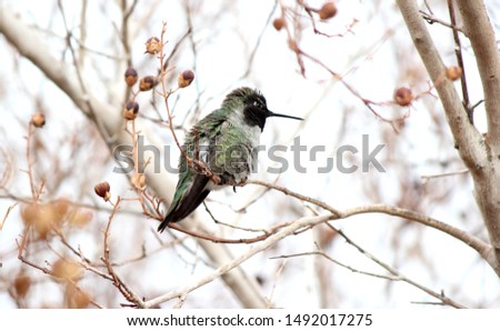 A male Anna's hummingbird perched in a crepe myrtle tree, guarding a feeding source