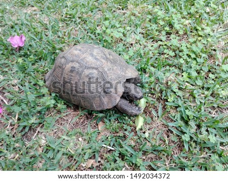 African turtle eating grass outdoors in nature