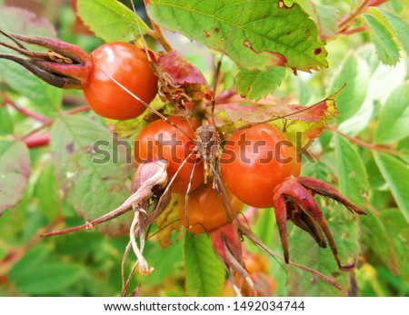 Big spider close up. dog-rose berries. Dog rose fruits (Rosa canina). Wild rosehips in nature. Yellow and green autumn leaves. Fall background. Natural vitamin plant. Selective focus. Copy space.
