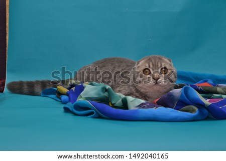 Playing adorable cute funny jumping scottish fold cat, blue color, blue background