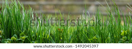 Fresh Green Grass on Blurred Background in the Garden. Spring Season, April. Web Banner. Natural Background.