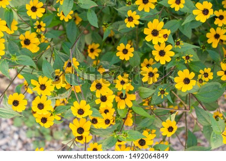 Beautiful background of small yellow flowers, on a background of green foliage
