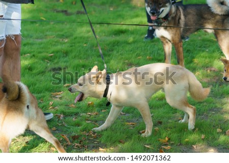 One aggressive dog meeting with other dogs in the city park in sunny summer day. Concepts of walking with pets. The dog barking and is indignant. Natural lights Royalty-Free Stock Photo #1492071362