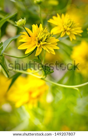 flower background with  beautiful yeilow flowers 